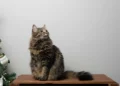 How does pole diameter affect large cat tree stability?