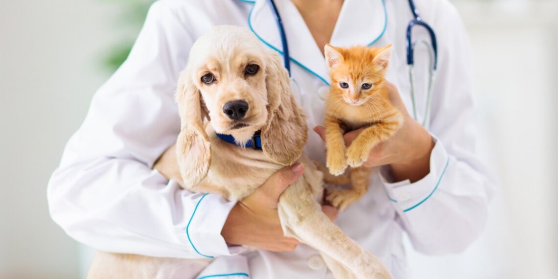 Pet Diabetes Management 101: A Complete Guide for Newly Diagnosed Dogs and Cats