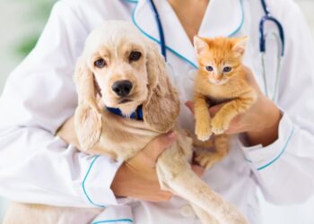 Pet Diabetes Management 101: A Complete Guide for Newly Diagnosed Dogs and Cats