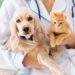 Pet Diabetes Management 101: A Complete Guide for Newly Diagnosed Dogs and Cats